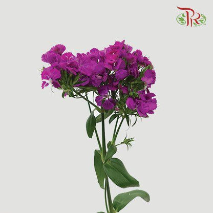 Phlox - Purple (Per Bunch) - Pudu Ria Florist