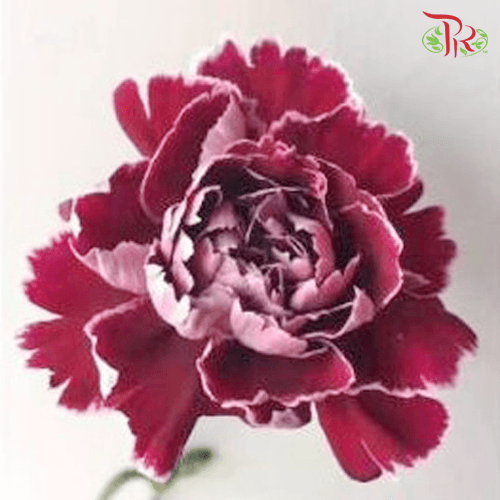 Carnation Special Colour - Mrs Pam (18-20 Stems) - Pudu Ria Florist