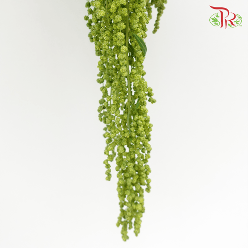 Amaranthus Hanging - Green (5 Stems) - Pudu Ria Florist