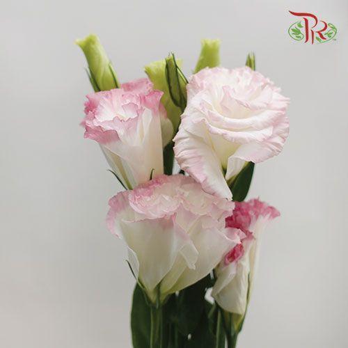 Eustoma - Pink White (700-800 Gram) - Pudu Ria Florist