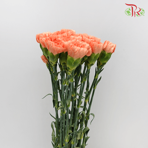 Carnation Special Colour - St Orange Memories (18-20 Stems) - Pudu Ria Florist