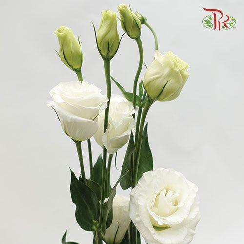 Eustoma - White (700-800 Gram) - Pudu Ria Florist