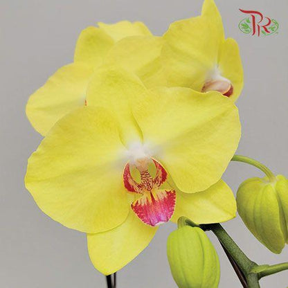 Phalaenopsis Orchid- Yellow *With No Vase - Pudu Ria Florist