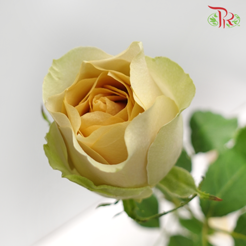 Rose Premium - Golden Mustard (19-20 Stems) - Pudu Ria Florist