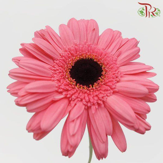 Gerbera - Pink (9-10 stems) - Pudu Ria Florist