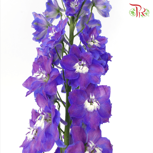 Delphinium Giant  (100-120cm) - Purple (5 Stems) - Pudu Ria Florist