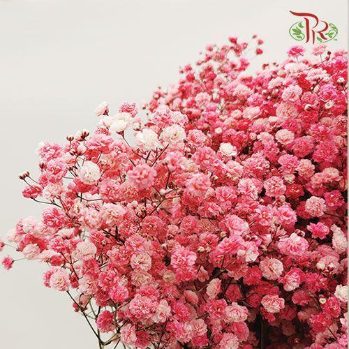 Baby's Breath Dyed - Red (10 Stems) - Pudu Ria Florist