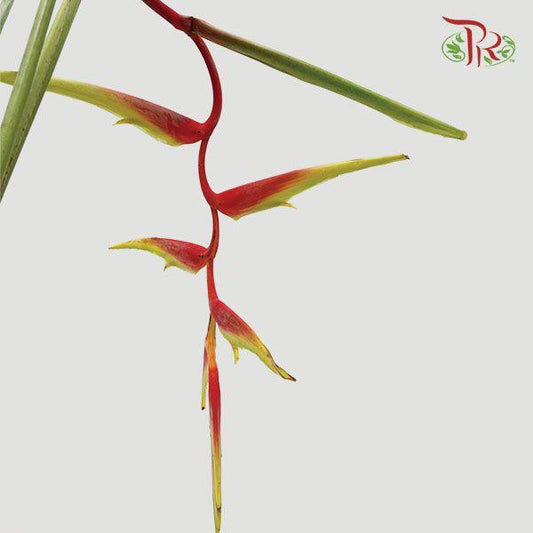Pendula - Red (Per Stem) - Pudu Ria Florist