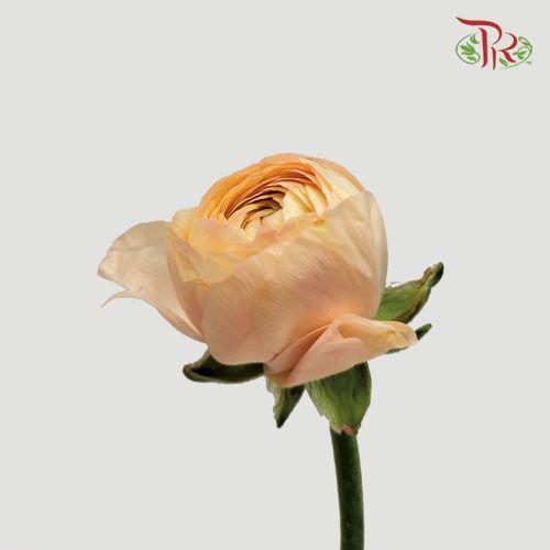 Ranunculus - Champagne (5 Stems) *FRAGILE - Pudu Ria Florist