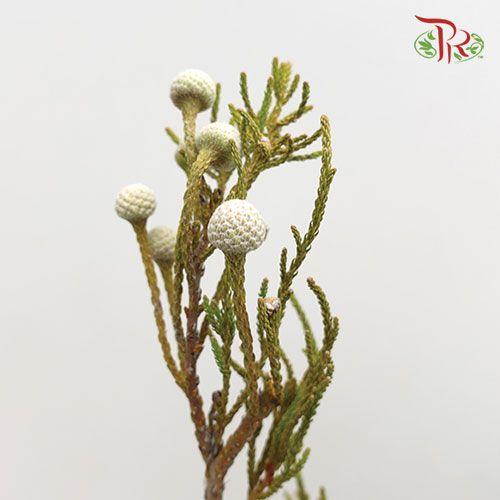 Silver Brunia - (10 Stems) - Pudu Ria Florist