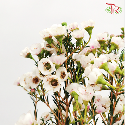 Wax Flower - White (Per Bunch) - Pudu Ria Florist
