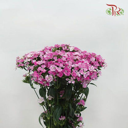 Phlox - Pink (Per Bunch) - Pudu Ria Florist