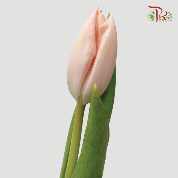Tulip - Thijs Boots (9-10 Stems) - Pudu Ria Florist
