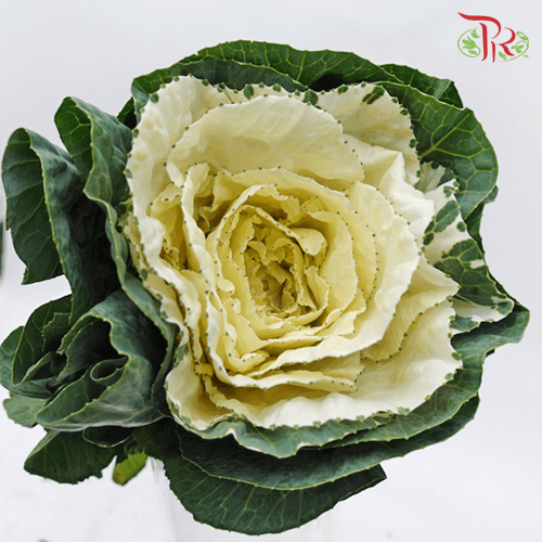 Brassica - White (Per Stem) - Pudu Ria Florist