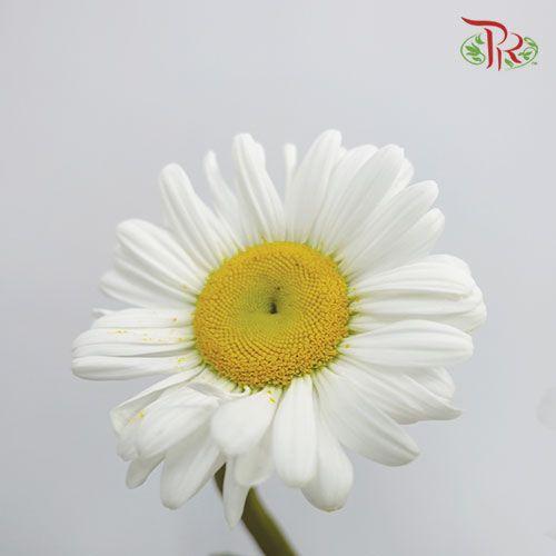 Leucanthemum - White (5 Stems) - Pudu Ria Florist