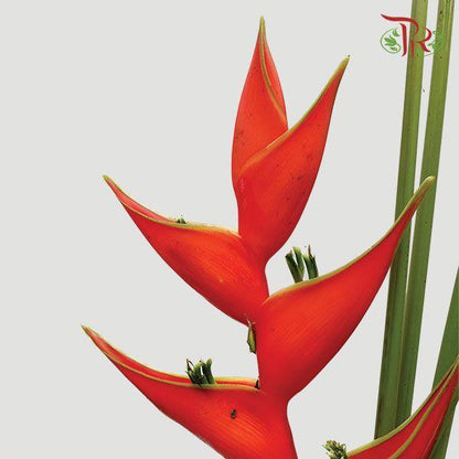 Crab Craw Red - (Per Stem) - Pudu Ria Florist