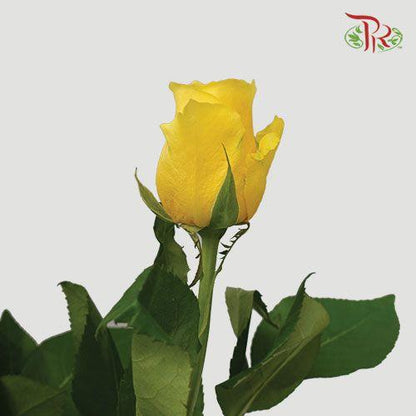 Rose Premium - Yellow (19-20 Stems) - Pudu Ria Florist