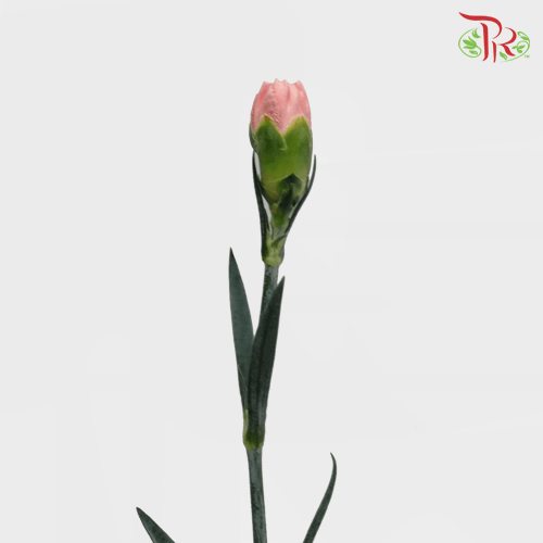 Carnation - Ambrose (20 Stems) - Pudu Ria Florist