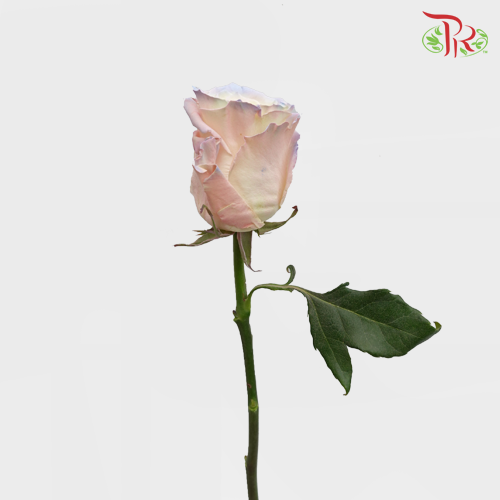 Ceres Rose - Aurora Boreal (10 Stems) - Pudu Ria Florist