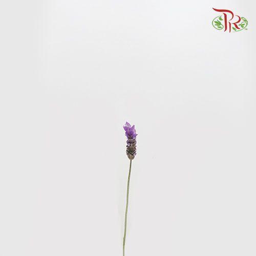 Fresh Lavender - (10 stems) - Pudu Ria Florist