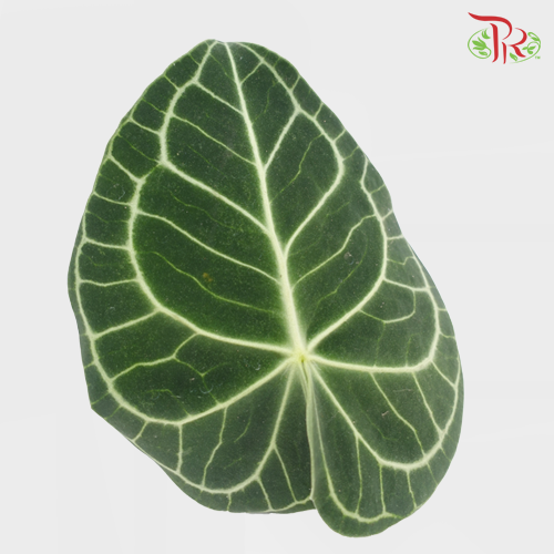 Turtle Leaf - S (10 Stems) - Pudu Ria Florist