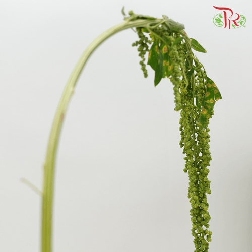 Amaranthus Hanging - Green (5 Stems) - Pudu Ria Florist