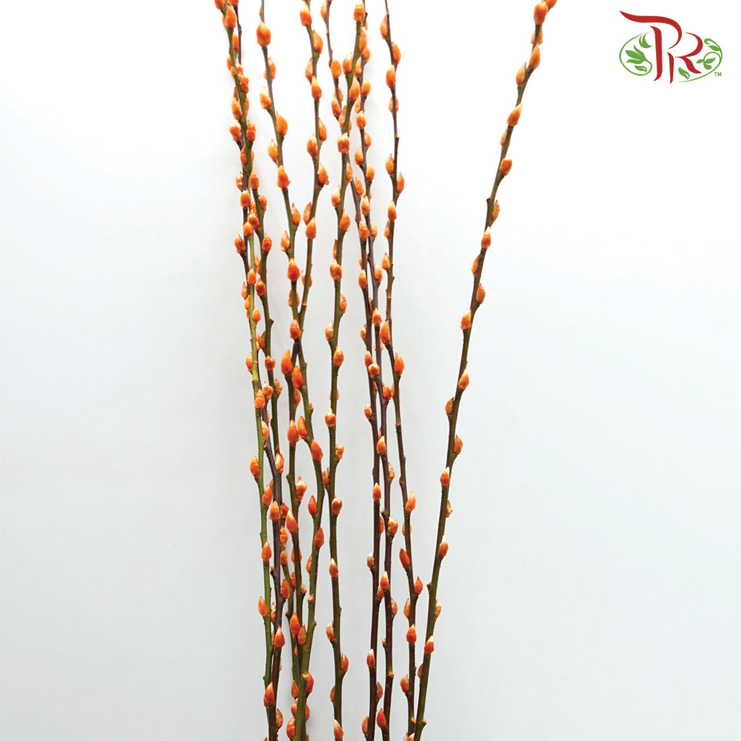 Pussy Willow Single (5FT) - Orange - Pudu Ria Florist