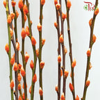 Pussy Willow Single (5FT) - Orange - Pudu Ria Florist