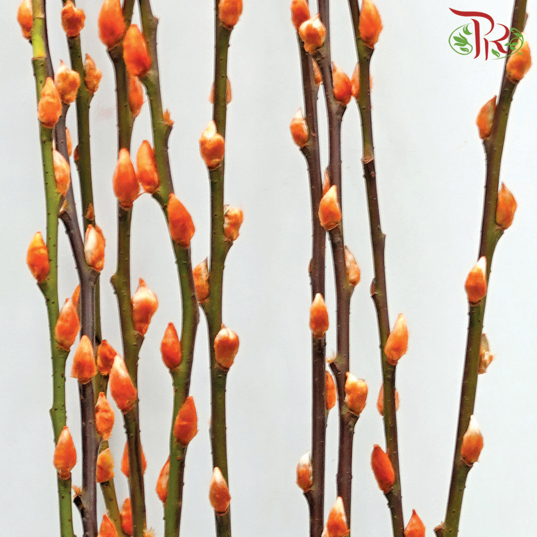 Pussy Willow Single (5FT) - Orange - Pudu Ria Florist