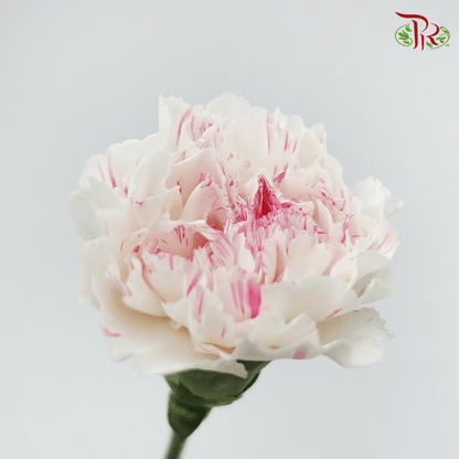 Carnation - White With Pink Stripes (10 Stems) - Pudu Ria Florist