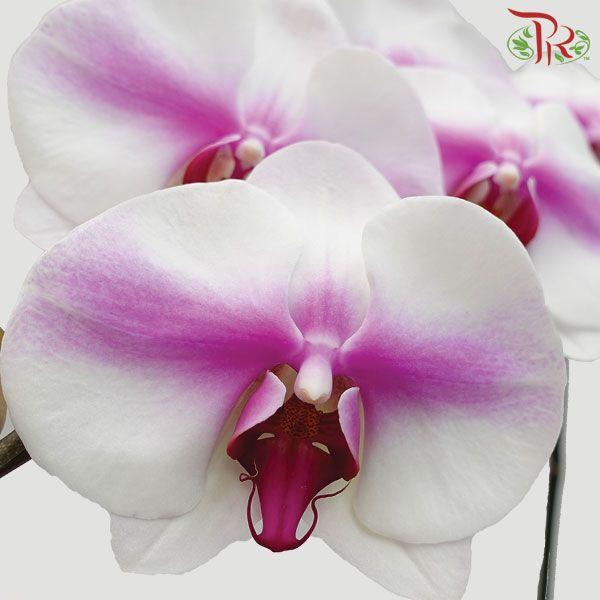 Phalaenopsis Orchid White With Purple Splash (Without pot) *With No Vase - Pudu Ria Florist