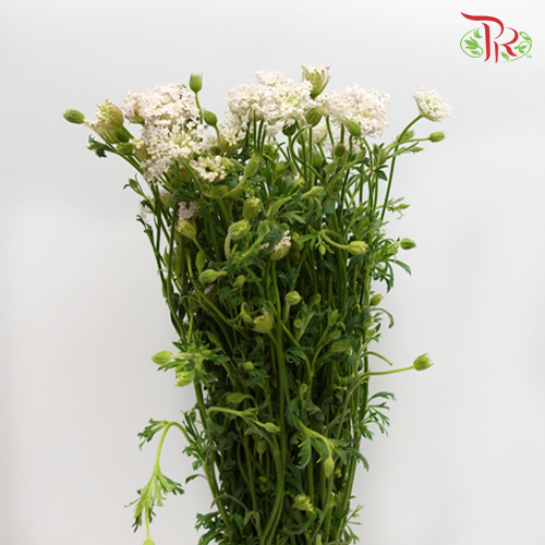 Trachymene Coerulea - White (Per bunch) - Pudu Ria Florist