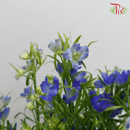 Delphinium Mini - Blue (Per Bunch) - Pudu Ria Florist