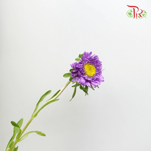 Aster - Purple (Per Bunch) - Pudu Ria Florist