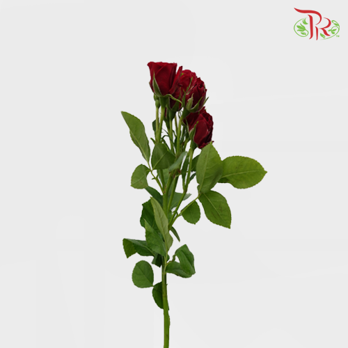 Rose Spray - Pushkin (10 Stems) - Pudu Ria Florist