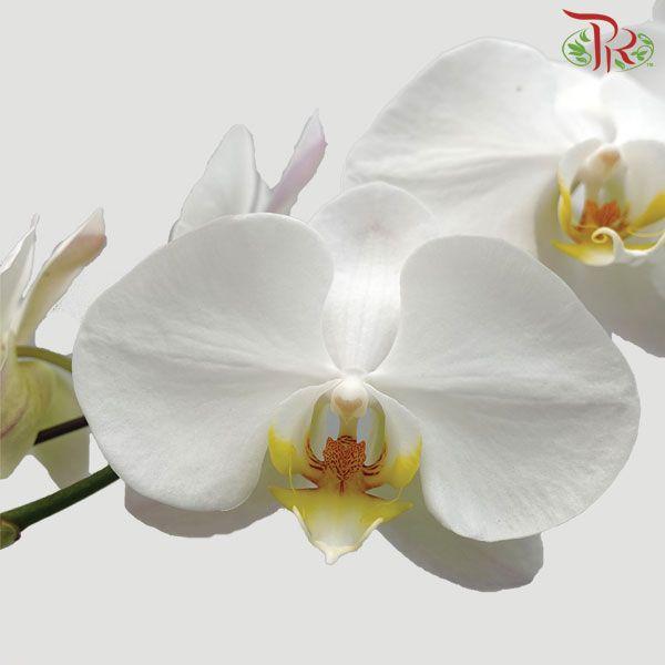 Phalaenopsis Orchid White With Yellow Lips *With No Vase - Pudu Ria Florist