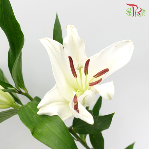 Lily Oriental Meriva 2 & 3 & 4 - (5 Stems) - Pudu Ria Florist
