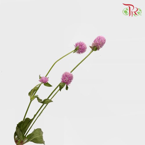 Gomphrena Thousand Day - Pink (Per Bunch) - Pudu Ria Florist