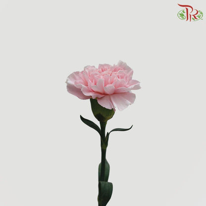 Carnation - Damina Blush Pink (18-20 Stems) - Pudu Ria Florist