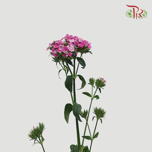 Phlox - Pink (Per Bunch) - Pudu Ria Florist
