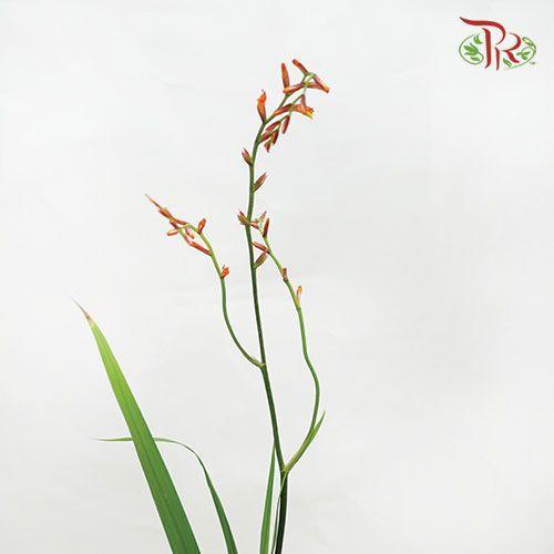Crocosmia - Orange (Per Bunch) - Pudu Ria Florist