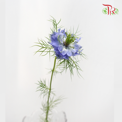 Nigella Blue - Per Bunch - Pudu Ria Florist