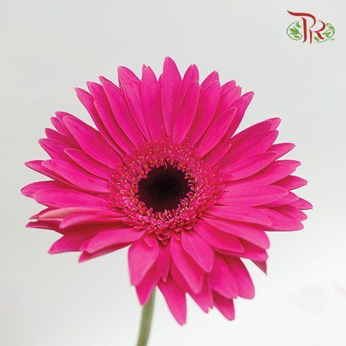 Gerbera - Dark Cherry Pink (Round/ Sharp Petals Shape)  (9-10 stems) - Pudu Ria Florist