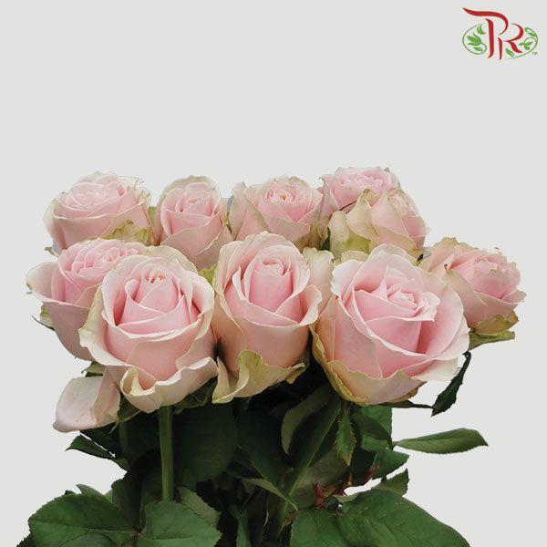 Rose - Pink Avalanche (10 Stems) - Pudu Ria Florist