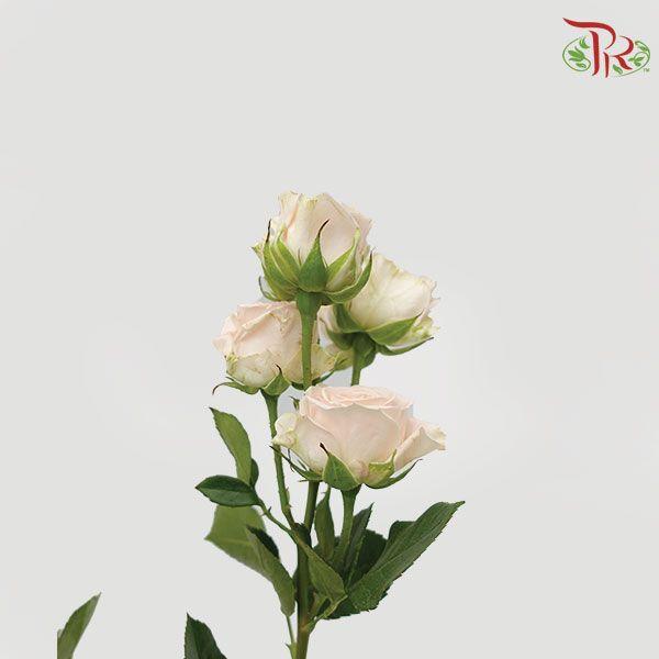 Rose Spray - Sweet Sara (10 Stems) - Pudu Ria Florist