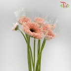 Gerbera Gemini / Pasta - Pink (9-10 Stems) - Pudu Ria Florist