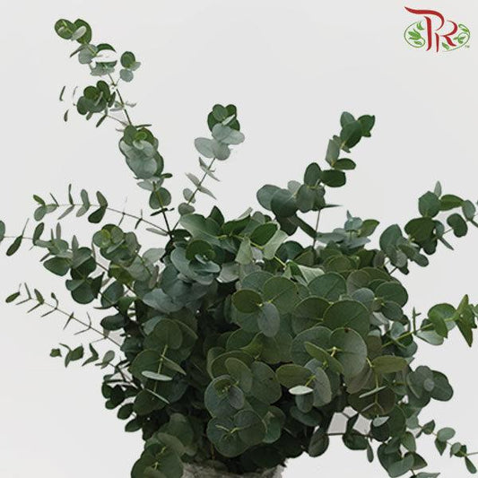 Eucalyptus Cineria - (Small Bunch) - Pudu Ria Florist