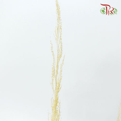 Pachysandra Axillaris Bleached - (Per Bunch) - Pudu Ria Florist