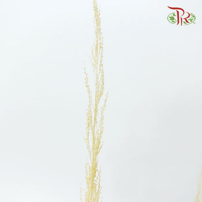 Pachysandra Axillaris Bleached - (Per Bunch) - Pudu Ria Florist