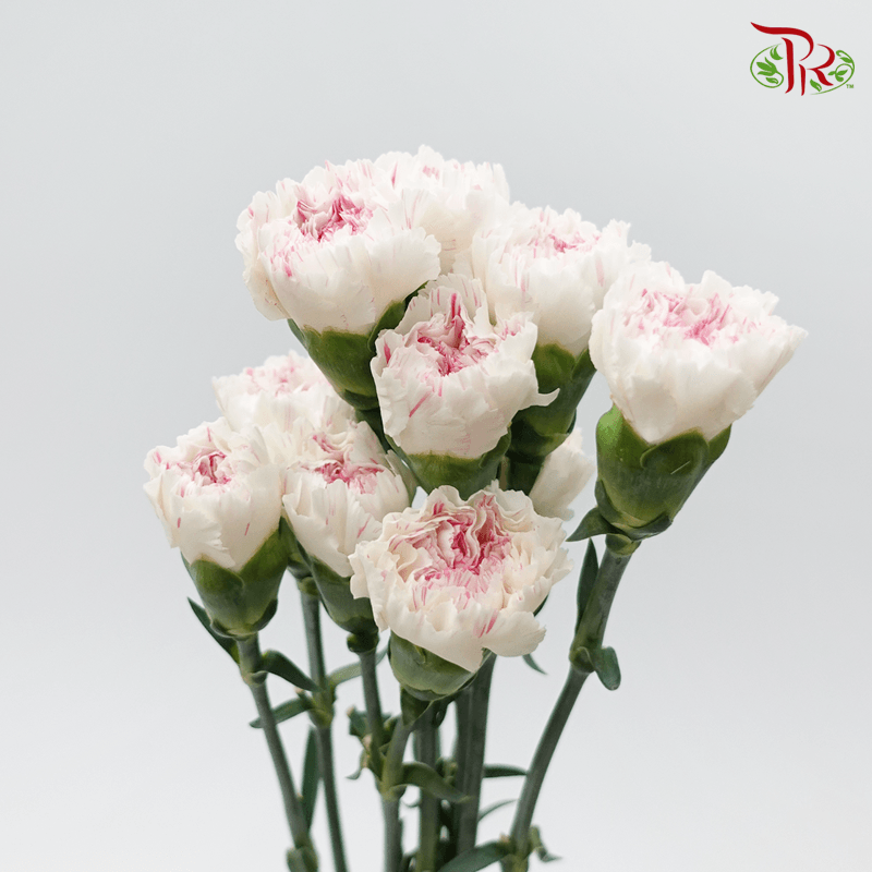 Carnation - White With Pink Stripes (10 Stems) - Pudu Ria Florist